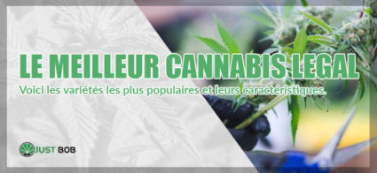 Les meilleures variétés de cannabis CBD