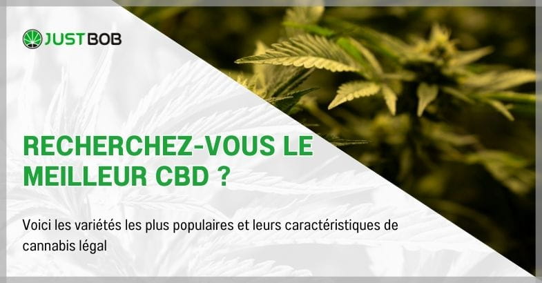 Recherchez-vous le meilleur CBD ?