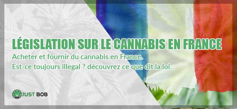 Acheter et fournir du cannabis en France. Est-ce toujours illegal ? découvrez ce que dit la loi.