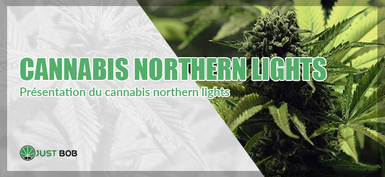 présentation du cannabis northern lights