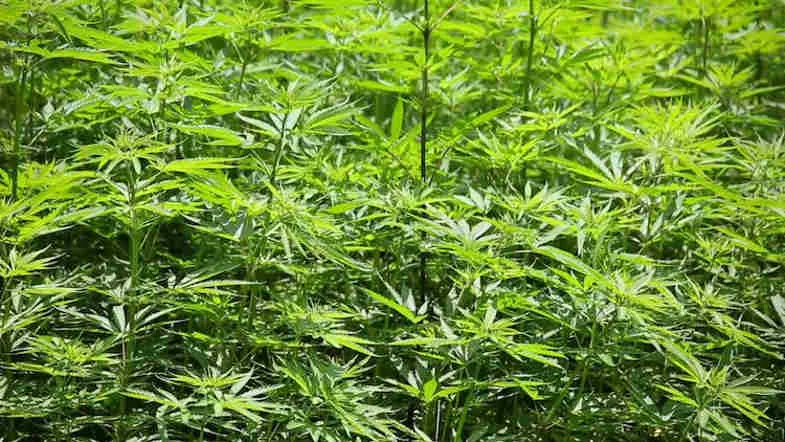 Champ de plantes de cannabis aux feuilles palmées vertes serrées illustrant la diversité des variétés sativa et indica cultivées en plein air