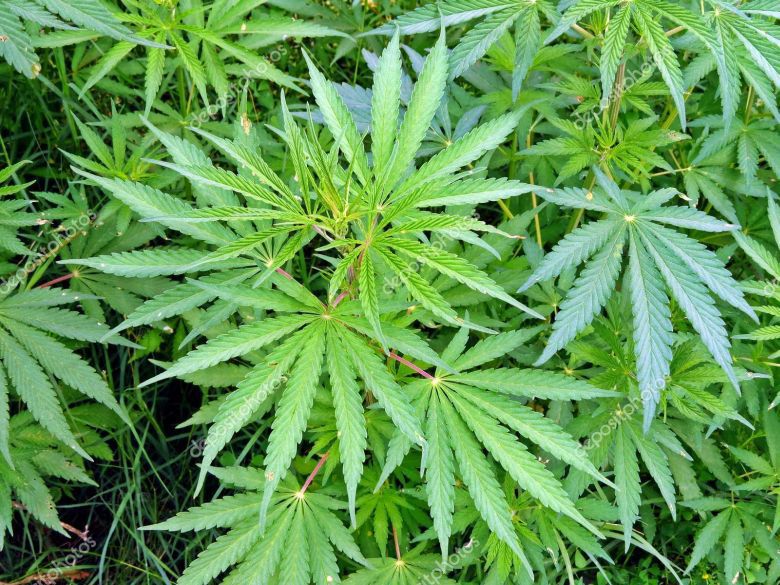 Plante de cannabis légal 