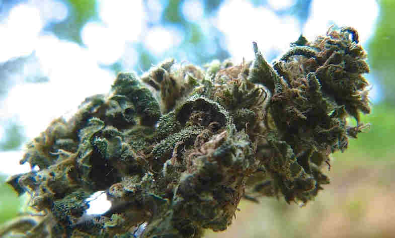 QU'EST-CE QUE LA MARIJUANA SANS THC, QUELS SONT SES EFFETS ET SES AVANTAGES?
