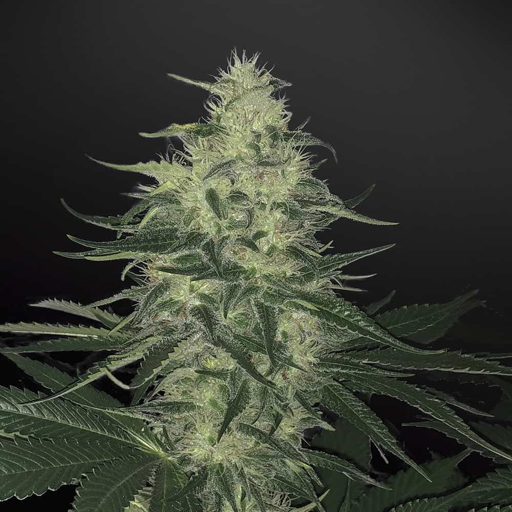 godzilla-glue-graines-de-cannabis-autofloraison godzilla-glue-graines-de-cannabis-autofloraison