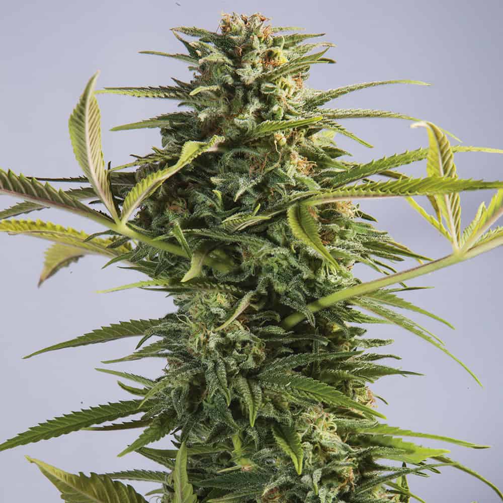 godzilla-glue-graines-de-cannabis-feminisees-france godzilla-glue-graines-de-cannabis-feminisees-france