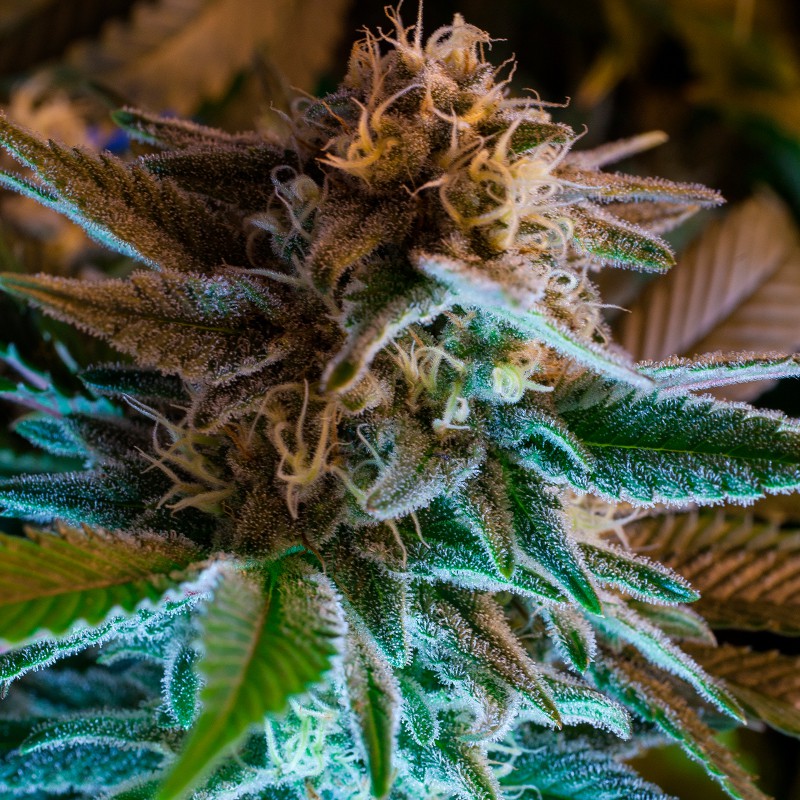 gorilla-glue-graines-de-cannabis-autofloraison-france gorilla-glue-graines-de-cannabis-autofloraison-france