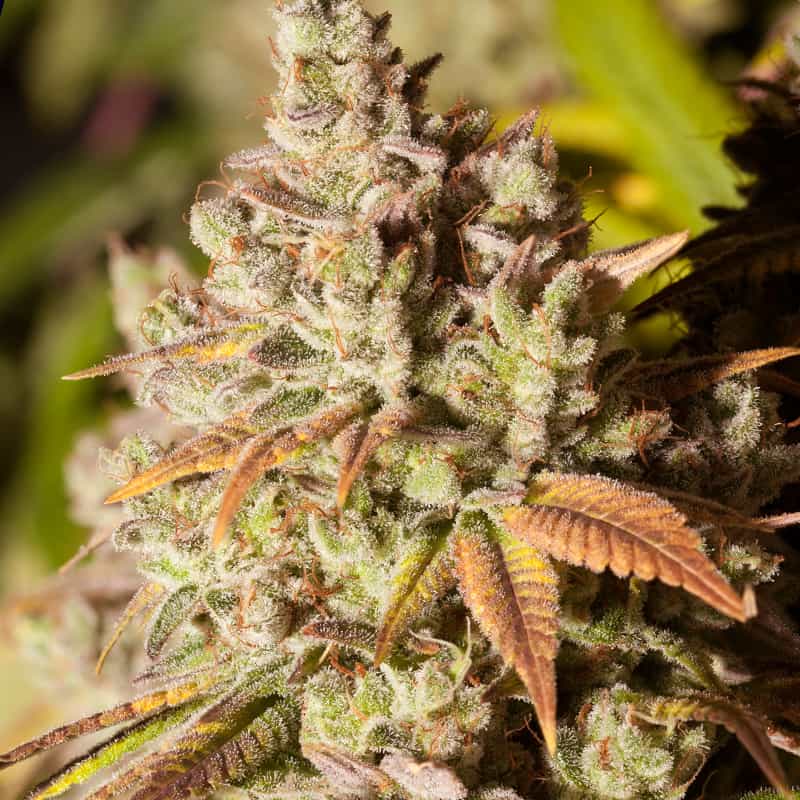 gorilla-glue-graines-de-cannabis-feminisees-france gorilla-glue-graines-de-cannabis-feminisees-france