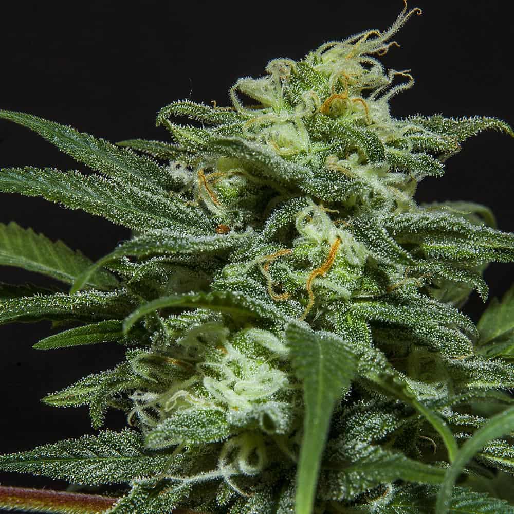 lebron-haze-graine-autofloraison-cannabis-france lebron-haze-graine-autofloraison-cannabis-france
