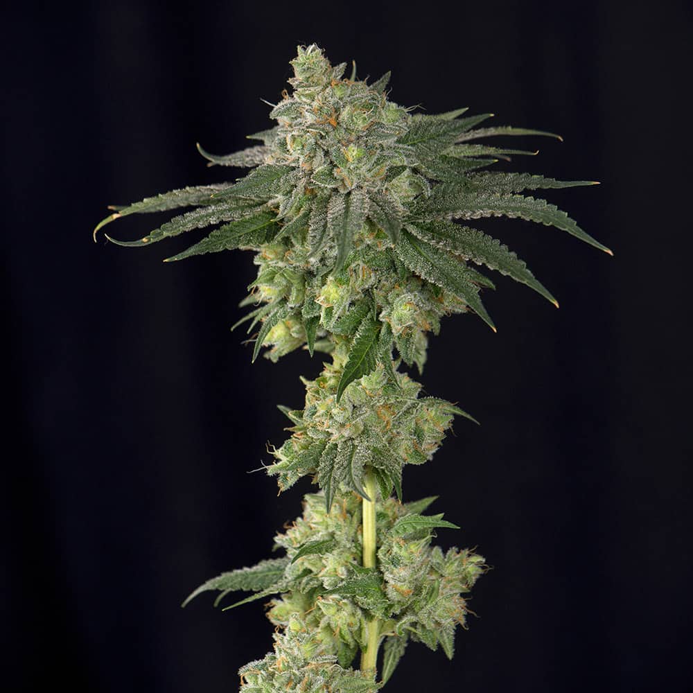 lebron-haze-graine-de-cannabis-femminisees-france lebron-haze-graine-de-cannabis-femminisees-france