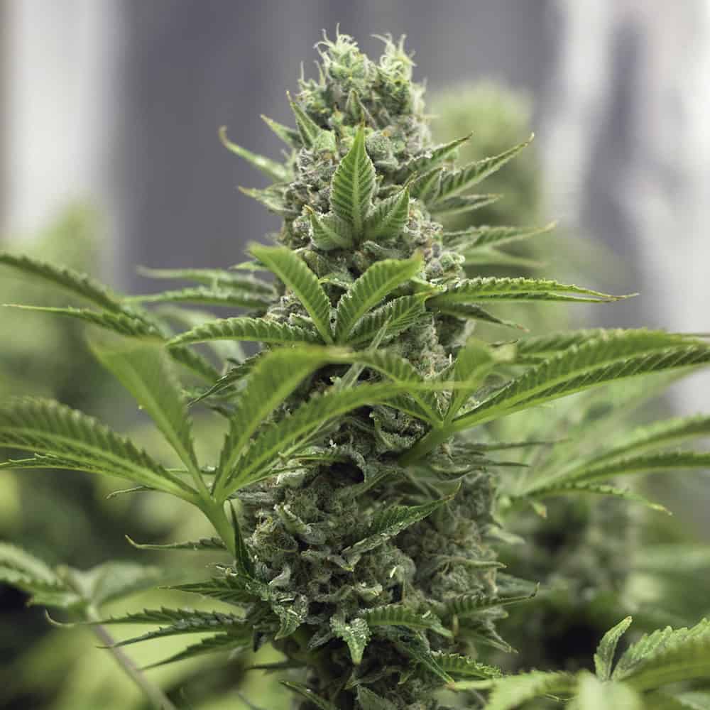 lemon-blossom-graines-de-cannabis-femminisees-france lemon-blossom-graines-de-cannabis-femminisees-france