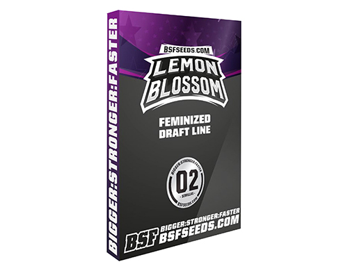 lemon-blossom-graines-de-cannabis-weed-seed-shop-france lemon-blossom-graines-de-cannabis-weed-seed-shop-france