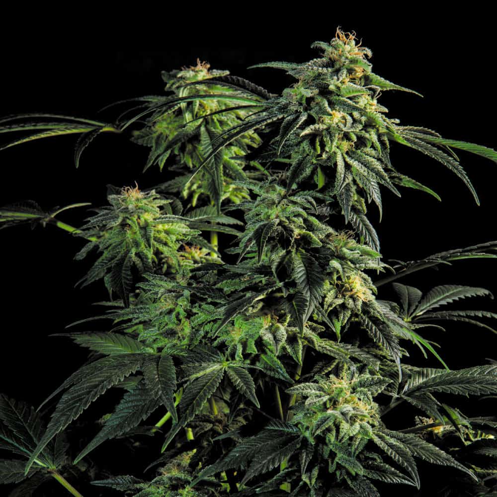 ogb-kush-semi-graines-de-cannabis-haute-thc ogb-kush-semi-graines-de-cannabis-haute-thc