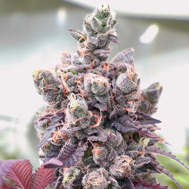 red-critical-graine-autofloraison-france red-critical-graine-autofloraison-france