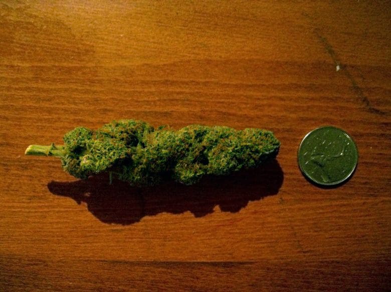 Cocotte_de_cannabis-edit