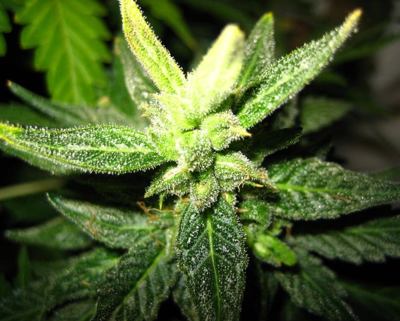 Hemp_flower