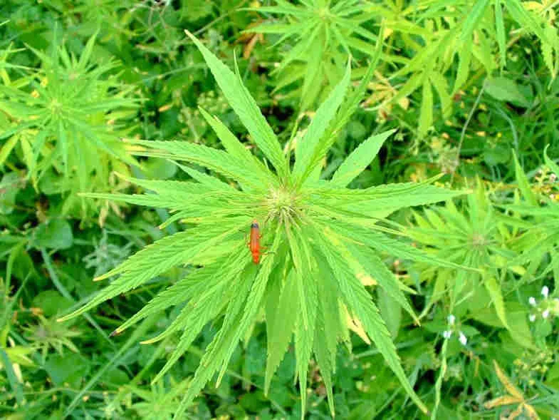 Plant de cannabis sativa vu du dessus avec feuilles palmées étoilées vert clair et petit insecte rouge posé sur une feuille centrale