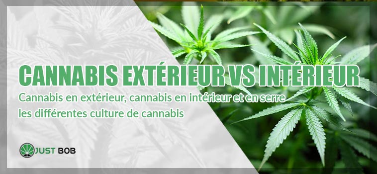 cannabis extérieur vs intérieur