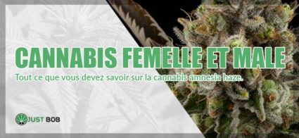 Cannabis femelle et male