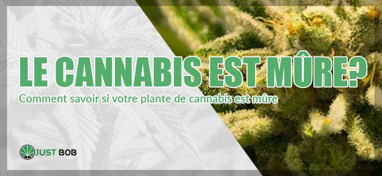 le cannabis est mure