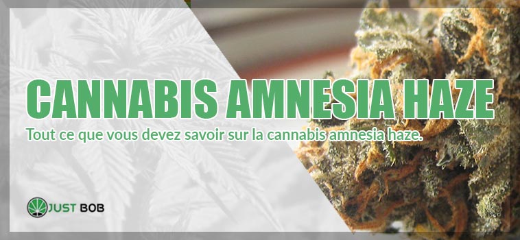cannabis amnesia haze legal