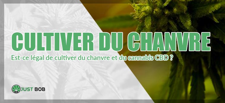 cultiver du chanvre