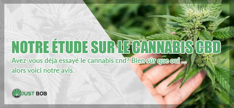 étude sur le Cannabis CBD
