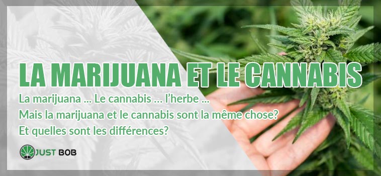 la marijuana et le canabis