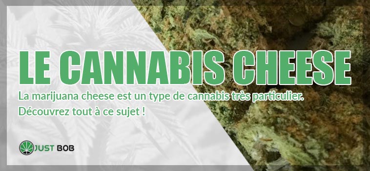 le cannabis cheese