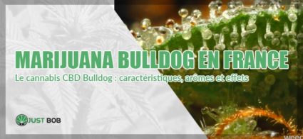 marijuana bulldog en france