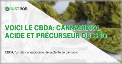 Voici le CBDA: cannabidiol acide et précurseur du CBD