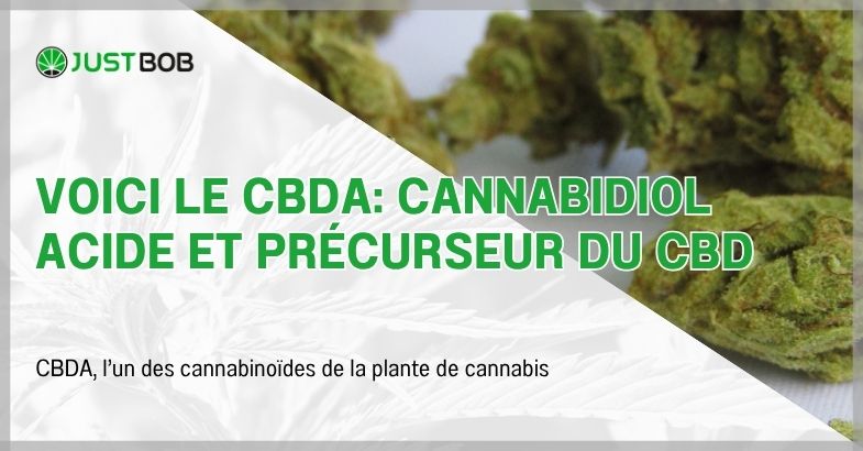 Voici le CBDA: cannabidiol acide et précurseur du CBD