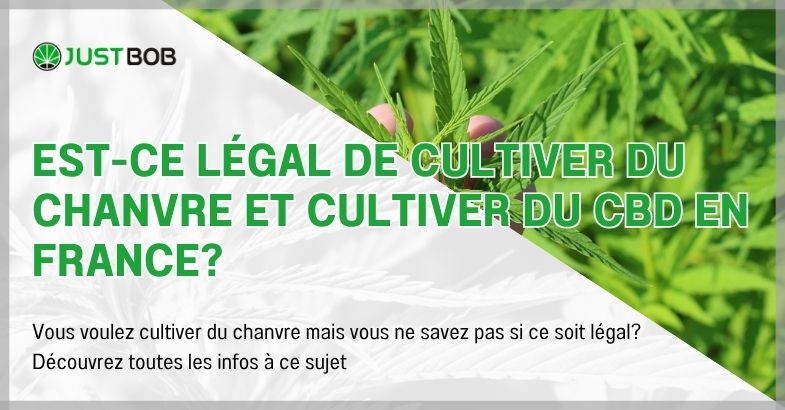 Est-ce légal de cultiver du chanvre et cultiver du CBD en France?