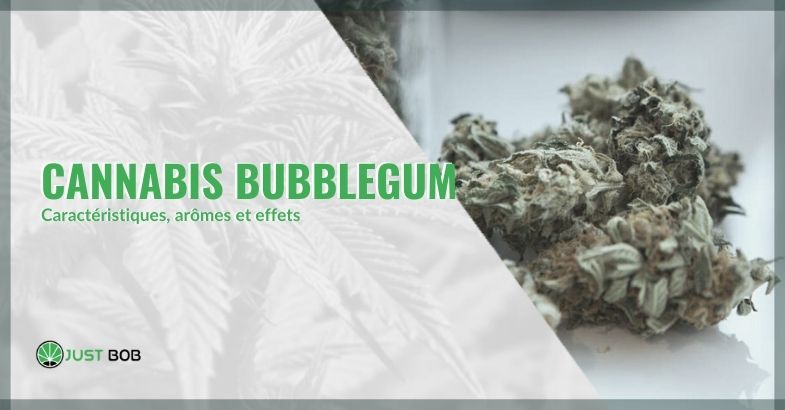 Les effets et les caractéristiques du bubblegum cannabis