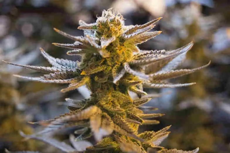 Plant entier d'Amnesia Haze en floraison sous serre méditerranéenne avec port sativa élancé et trichomes denses sur les têtes apicales