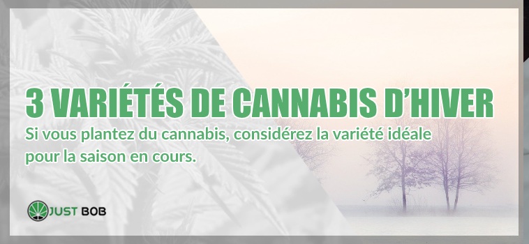 variétés de cannabis d’hiver