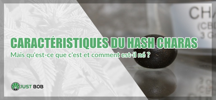 Caractéristiques du hash charas: comment est-il né?