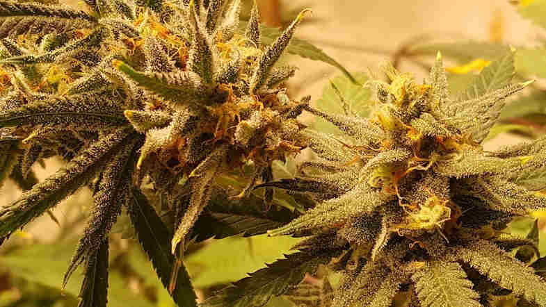 Cannabis CBD : méthode d’utilisation