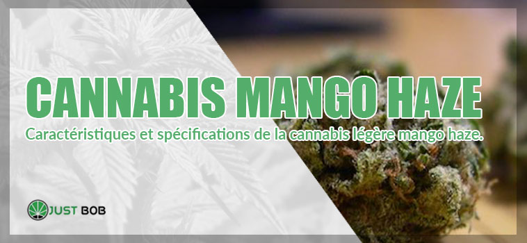 Cannabis Mango Haze cbd