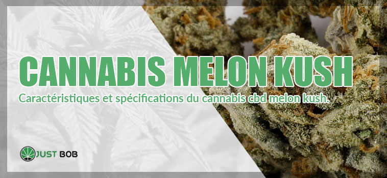 Caractéristiques cannabis melon kush