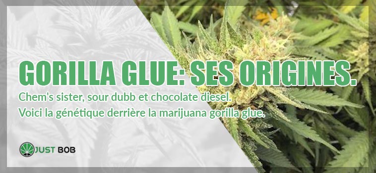 gorilla glue ses origines