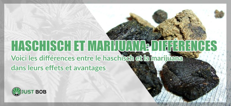 Haschisch marijuana différences