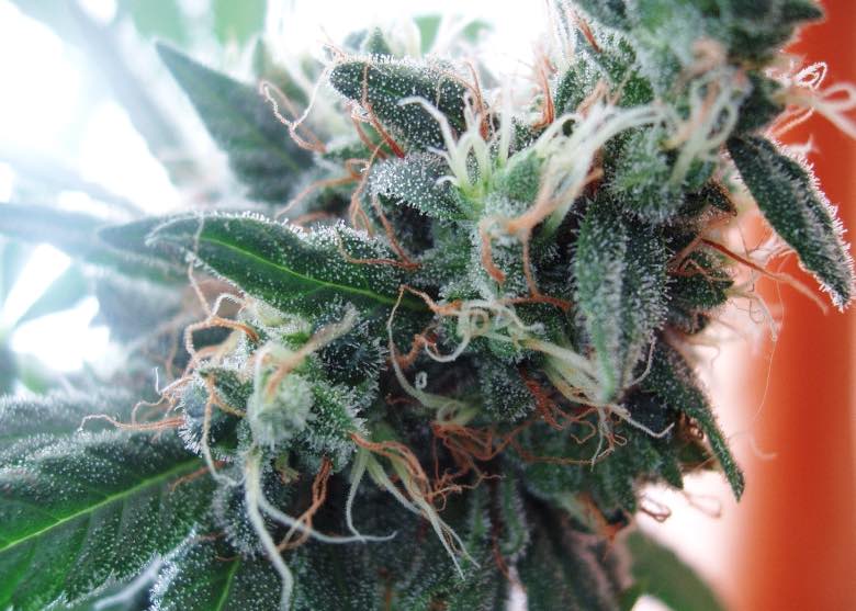 Les origines de la marijuana White Widow