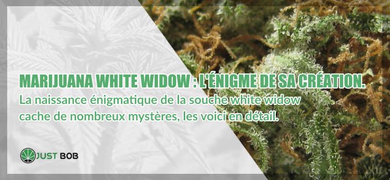 Marijuana White Widow énigme de sa création