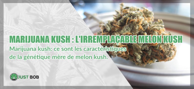 Marijuana melon kush caractéristiques