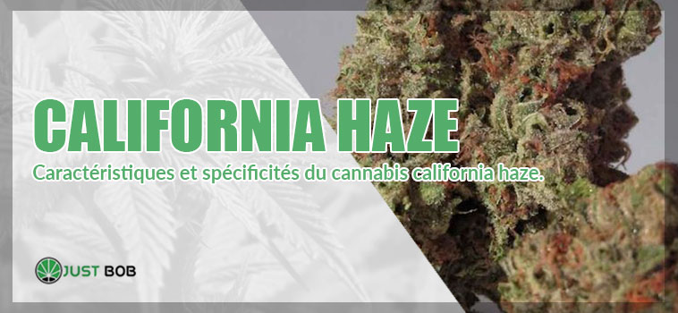 cannabis california haze de la baie