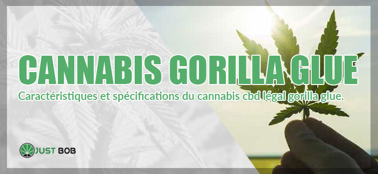 cannabis gorilla glue