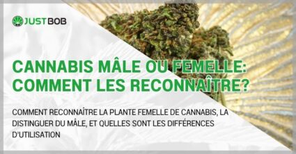 Cannabis mâle ou femelle: comment les reconnaître?