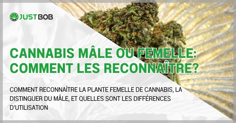 Cannabis mâle ou femelle: comment les reconnaître?