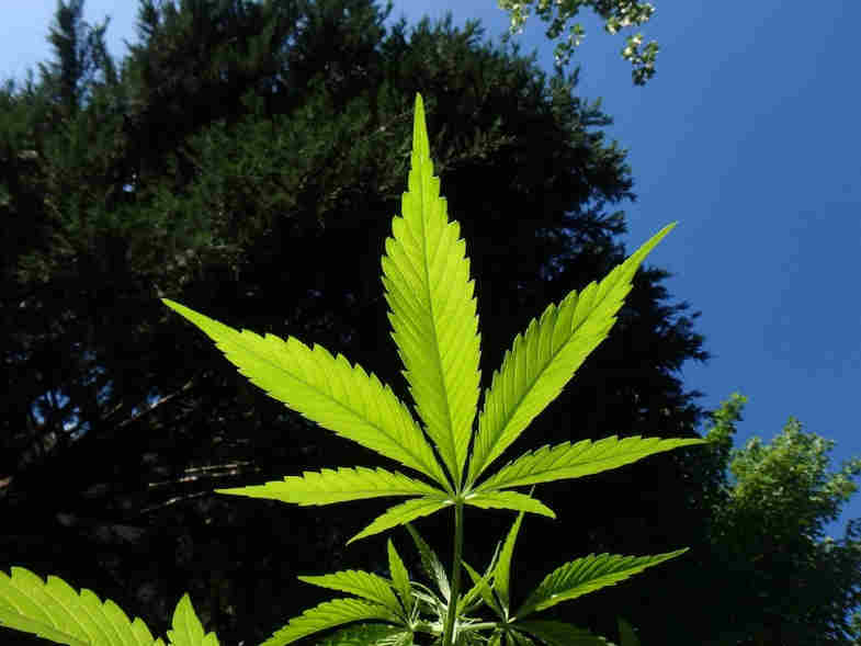 cannabis mature