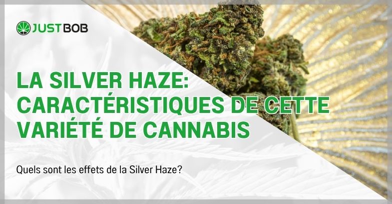 La Silver Haze: caractéristiques de cette variété de cannabis